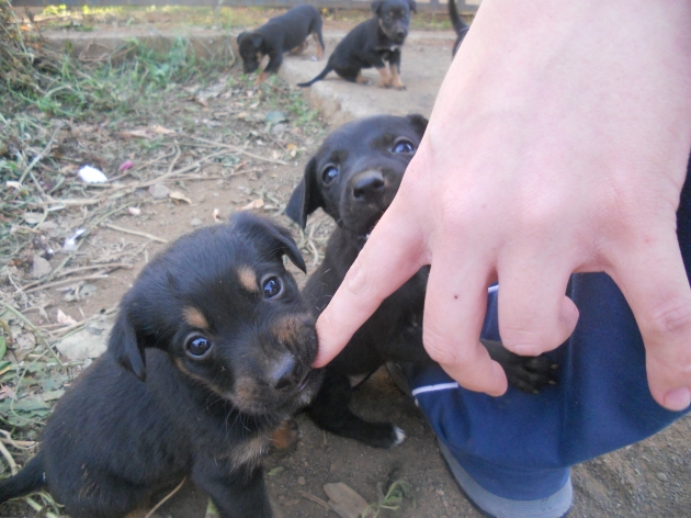 Se busca hogar para perritos desatendidos por los dueños | Patricio Labin