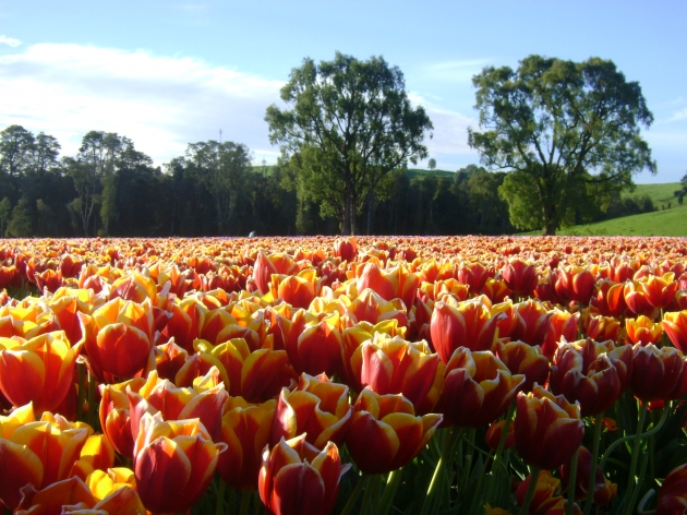 tulipanes del sur | luis maragaño