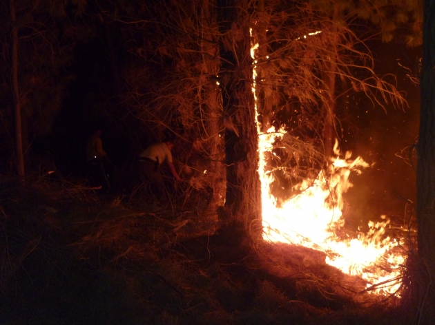 Incendio Intencional en bosque de Guarilihue | Rodrigo Ormeño