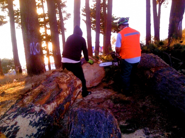 No a la tala de los pinos en Penco | Penco Noticias
