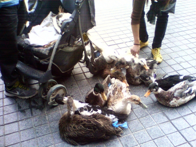 Venta ilegal de patos silvestres | Rodrigo Garrido