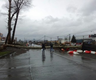 Viento bota árbol en Temuco y corta tendido eléctrico