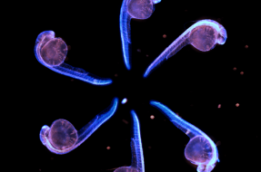 Imagen:http://thenode.biologists.com/