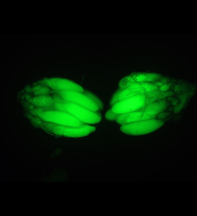 http://thenode.biologists.com/ http://thenode.biologists.com/