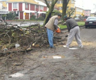 Vecinos de Lorenzo Arenas hacen “leña del árbol caído” tras temporal en Concepción