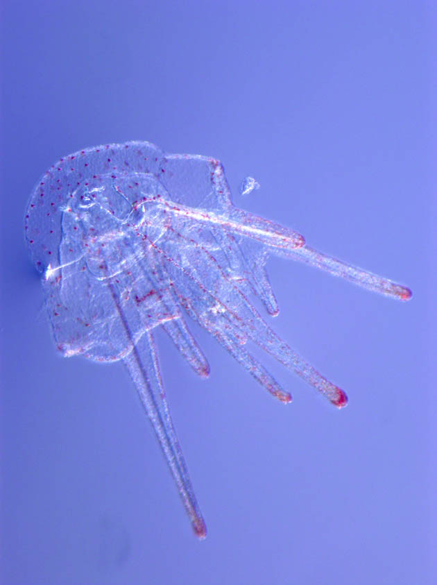 http://thenode.biologists.com/ http://thenode.biologists.com/