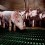 Documental revela el grotesco proceso de producción industrial de cerdo