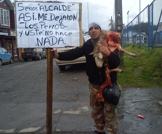Quellón: Joven carga oveja muerta y mutilada en protesta por ataque de perros a su ganado
