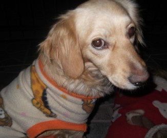 Regalan perrita abandonada que fue encontrada en estación Biotrén de Chiguayante