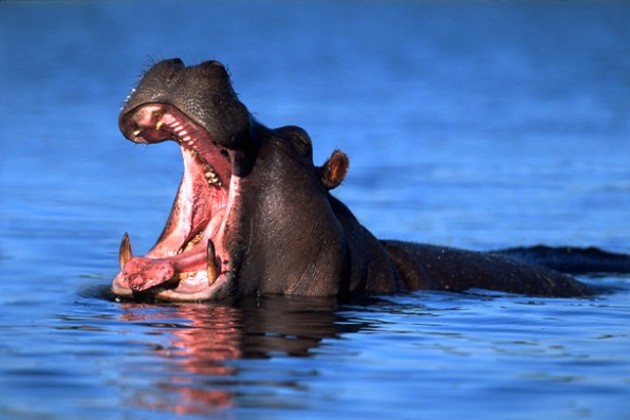 Hipopótamo común | Muy Interesante