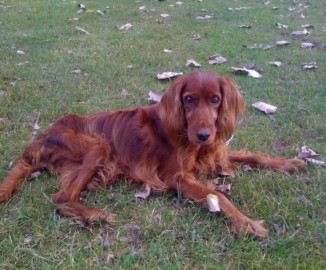 Muere perrita setter irlandés ciega que buscaba hogar en Concepción