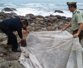 Tarapacá: Carabineros devuelve a la playa a lobito marino que vagaba desorientado en la carretera