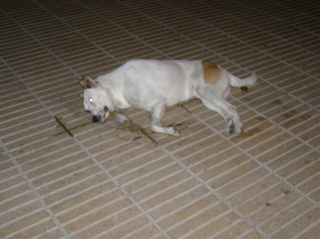 Matanza de perros vagos en Vallenar | Estefany Chelme