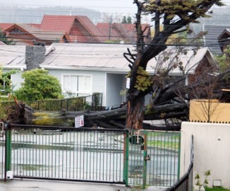 Árbol cayó a escasos metros de una casa en San Pedro de la Paz