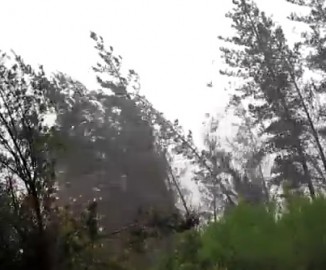 Video muestra cómo fuertes ráfagas de viento derriban dos árboles en Chiguayante