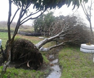 Viento arrancó de raíz árboles en Parque Central de Hualpén