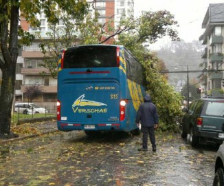 Concepción: árbol cae sobre bus Verschae en céntrica intersección
