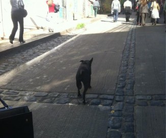 ¡Lucho, arranquemos del agua!: Perrito porteño participó en megasimulacro de tsunami y terremoto