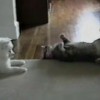 Derroche de ternura: Gato le enseña a pequeño perrito a rodar de costado Derroche de ternura: Gato le enseña a pequeño perrito a rodar de costado