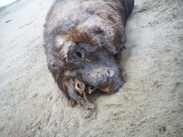 Lobos marinos muertos en Punta de Choros | Matias Arroyo