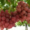 Nueva variedad de uva de mesa busca conquistar el mercado asiático