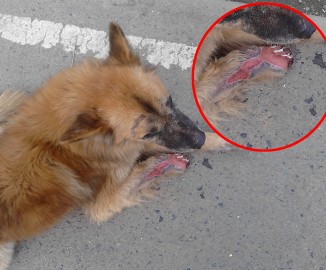 Perrito con su pata herida necesita de ayuda médica con urgencia en Tumbes