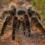 Invasión de arañas gigantes siembra el pánico en una aldea india