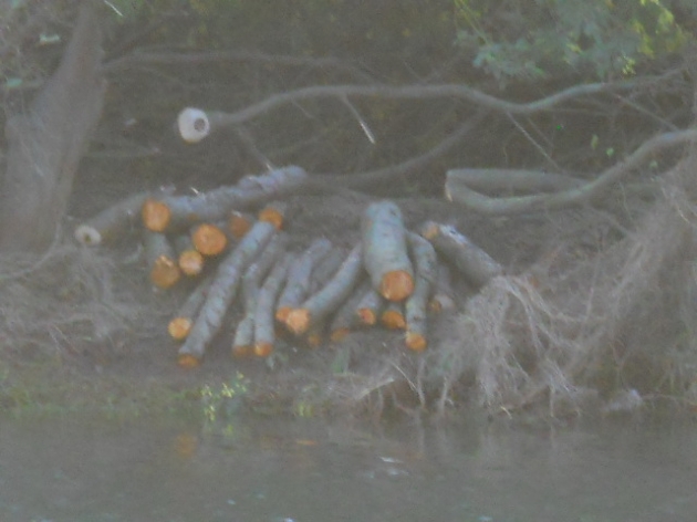 Atentado a la naturaleza | Ben-Hur Sandoval Corona