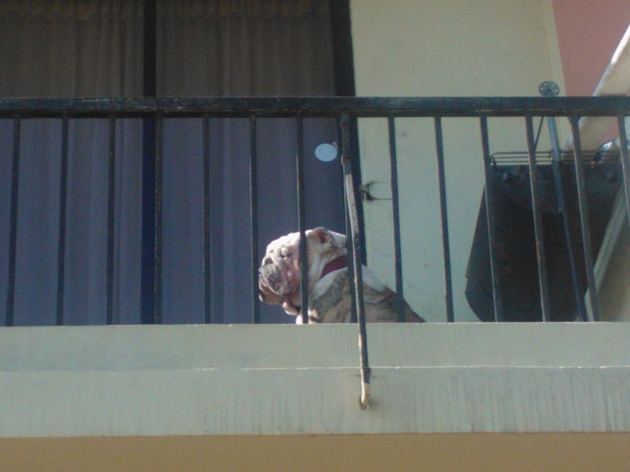 Perro en el balcón | César Arriagada