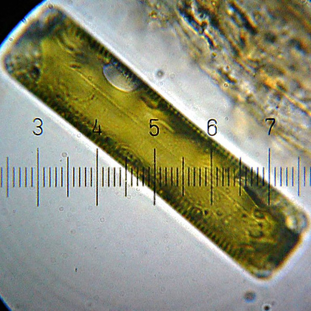 Una diatomea en micrometros | Bob Blaylock (CC)