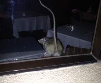 Denuncian que ratón se pasea entre mesas y platos de conocido restaurante de Viña del Mar