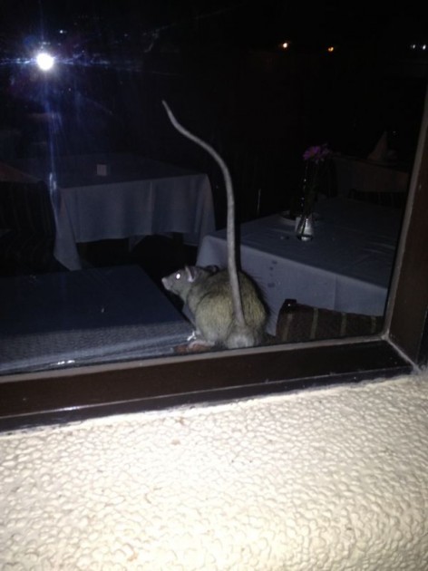 Denuncia de ratón en restaurante viñamarino | Andrés S. 