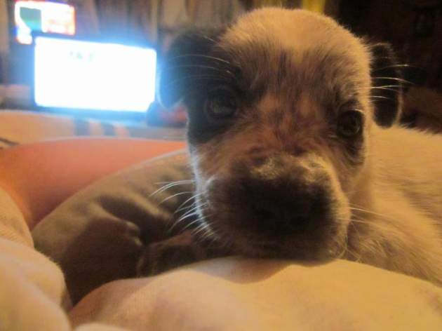 Buscan hogar para perrita | Eduardo Unda 