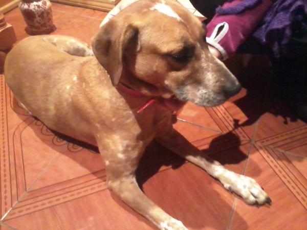 Perra encontrada en sector Mall Plaza Trébol | Max Capilla Perra encontrada en sector Mall Plaza Trébol | Max Capilla