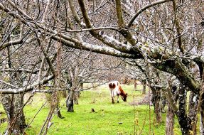 Imagen:Paisaje de Chile | Naturaleza en Flickr