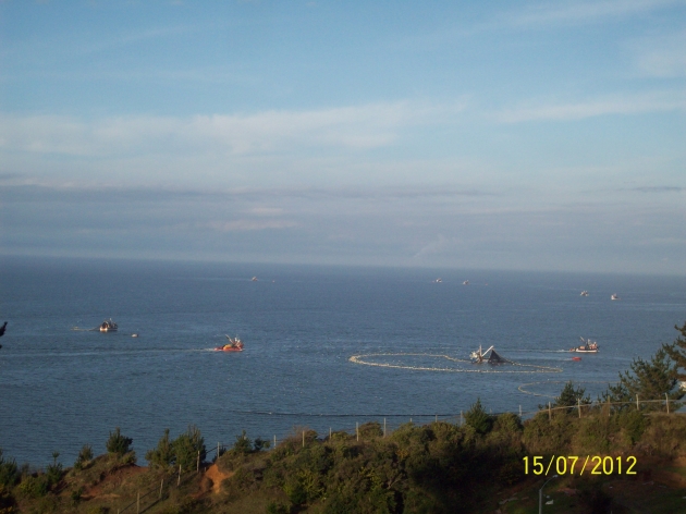 Pesca Industrial a orillas de Caleta Punta de Lavapie | Maria Elena Gajardo Pesca Industrial a orillas de Caleta Punta de Lavapie | Maria Elena Gajardo