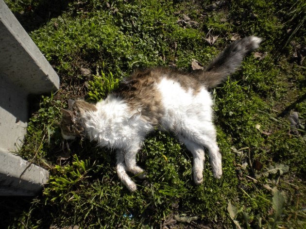acuso envenenamiento de mis gatos | Rubèn Reyes