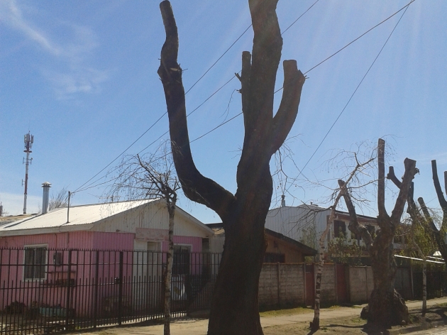 ¿poda? | Aylin León