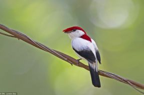 Imagen:Antilophia bokermanni | ZSL London Zoo