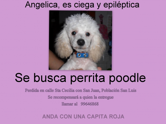 Perrita Perdida | Betzy Bernier