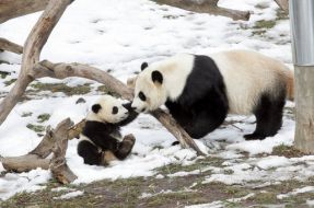 Imagen:Mei Xiang con una cría anterior | WitheHouse (DP)