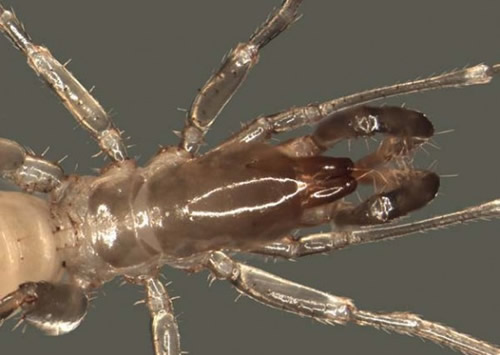 Draculoides Bramstokeri | Cienciahoje.uol.com.br Draculoides Bramstokeri | Cienciahoje.uol.com.br