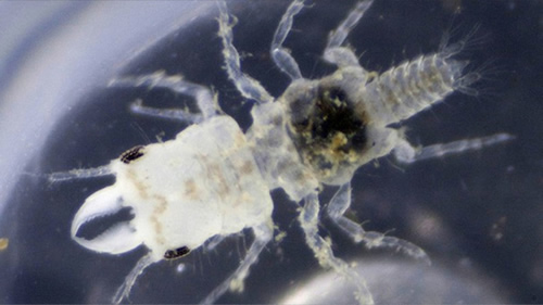 Gnathia Marleyi | Elizabeth Brill·NSF Gnathia Marleyi | Elizabeth Brill·NSF