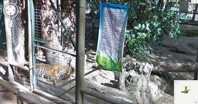Tigre haciendo tuto en Parque Safari de Rancagua - Alejandra Molina