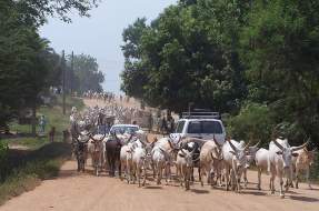 800px-Sudan_Juba_cattle_on_street-287x190.jpg