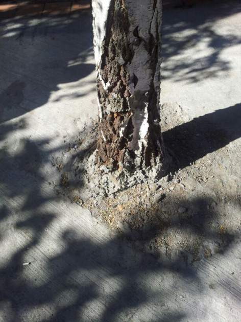Árbol con raíces tapadas por cemento