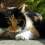 ¿Por qué no existen gatos de 3 colores?