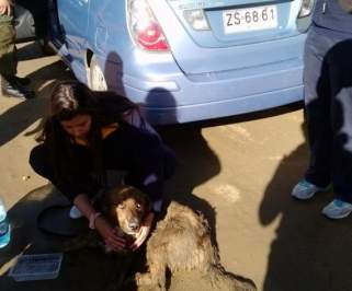 Mujer conducía a 80 Km/h arrastrando a su perro en Concón