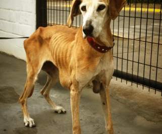 ¿Hasta cuándo vamos a permitir que esto pase? Perrita muere desnutrida en Vitacura
