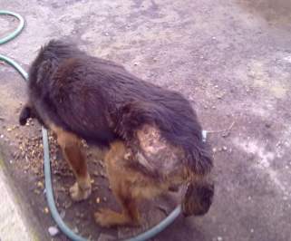 Denuncian abandono de perrito en sector Francisco Coloane de Lomas Coloradas